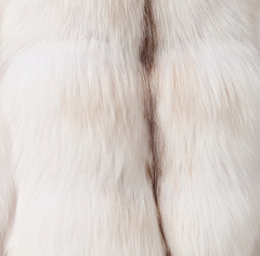 Arctic Marble Fox