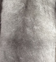 Blue Fox
