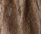 Raccoon Natural Quality
